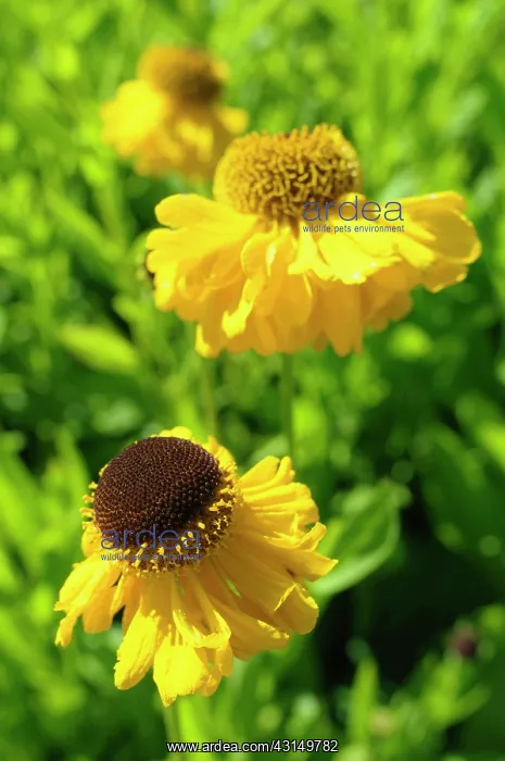 : Sneezeweed, Helenium The Bishop, Yellow coloured flowers g : Sneezeweed, Helenium The Bishop, Yellow coloured flowers g