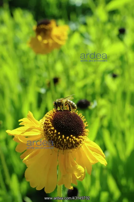 : Sneezeweed, Helenium The Bishop, Yellow coloured flowers g : Sneezeweed, Helenium The Bishop, Yellow coloured flowers g