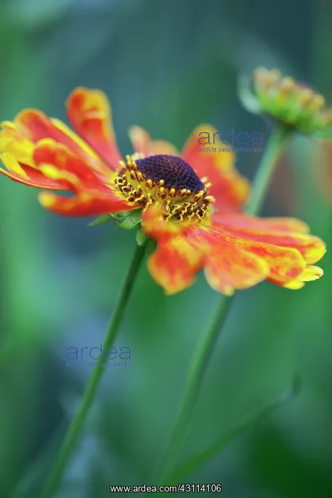  : Sneezeweed, Helenium Goldrausch, One open flower