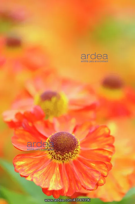 : Sneezeweed, Helenium Karneol, Close up detail of ornage co : Sneezeweed, Helenium Karneol, Close up detail of ornage co