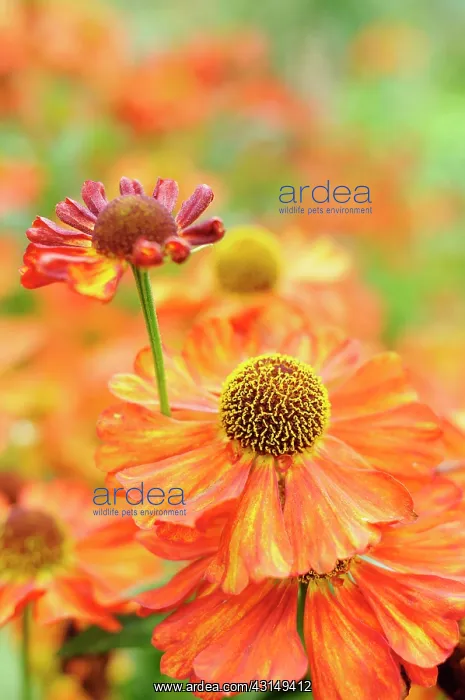 : Sneezeweed, Helenium Karneol, Close up detail of ornage co : Sneezeweed, Helenium Karneol, Close up detail of ornage co