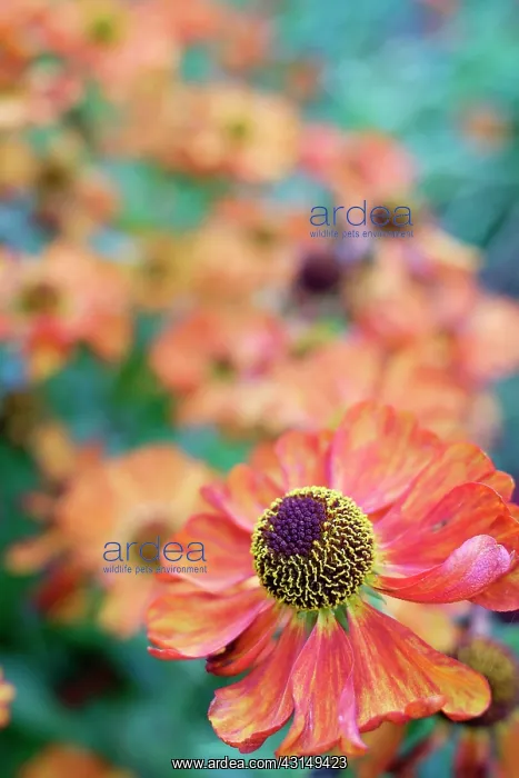 : Sneezeweed, Helenium Karneol, Close up detail of ornage co : Sneezeweed, Helenium Karneol, Close up detail of ornage co