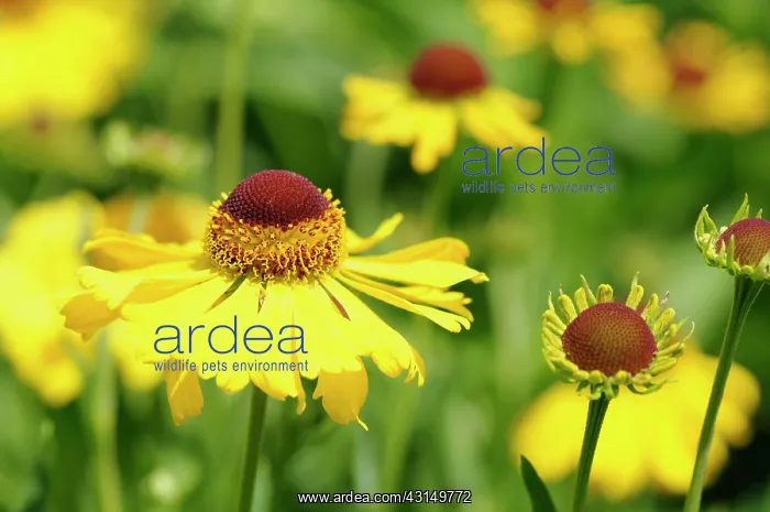 : Sneezeweed, Helenium Wesergold, Yellow coloured flowers gr : Sneezeweed, Helenium Wesergold, Yellow coloured flowers gr