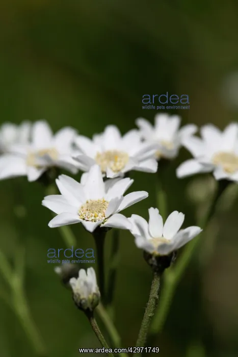  : Sneezewort