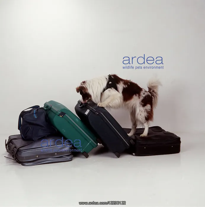 : SNIFFER DOG - AT WORK Checking suitcases : SNIFFER DOG - AT WORK Checking suitcases