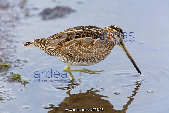 : Snipe : Snipe
