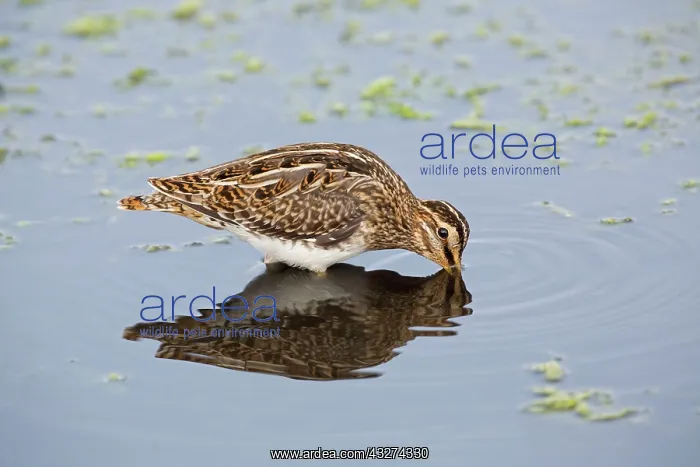 : Snipe : Snipe