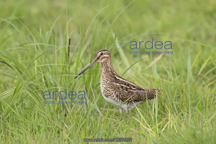  : Snipe adult