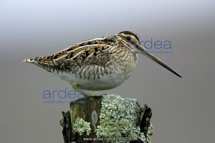  : Snipe - Adult perched on fence post