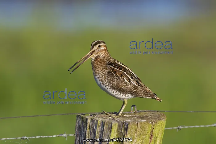  : Snipe adult perched on fence post