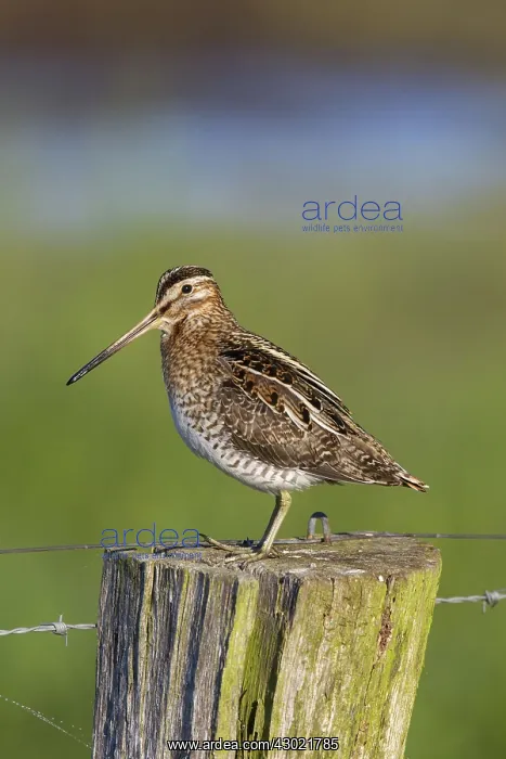  : Snipe adult perched on fence post