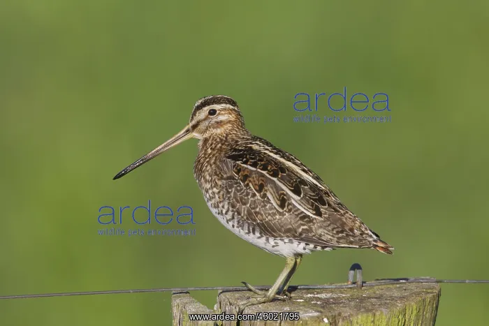  : Snipe adult perched on fence post