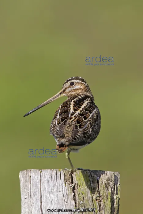  : Snipe adult perched on fence post