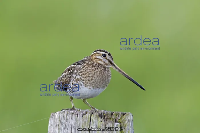  : Snipe adult perched on fence post