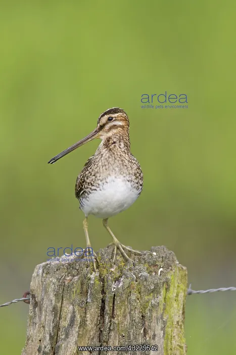  : Snipe adult perched on fence post