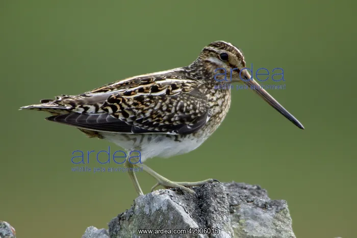 : Snipe - Adult perched on stone wall : Snipe - Adult perched on stone wall