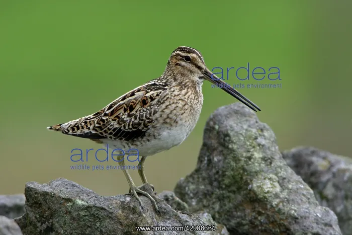 : Snipe - calling from stone wall : Snipe - calling from stone wall