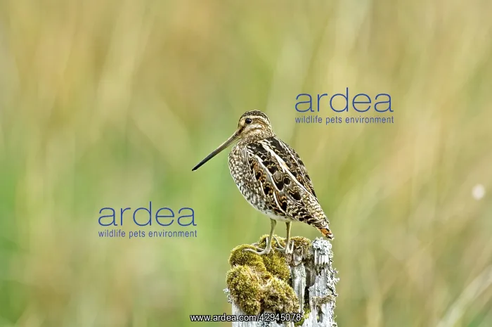 : Snipe - On fence post : Snipe - On fence post