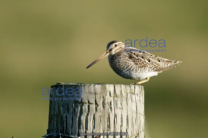 : Snipe - on fence post : Snipe - on fence post