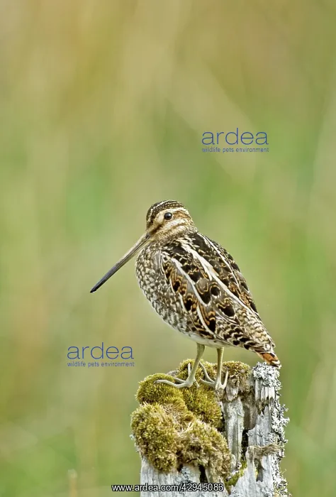 : Snipe - On fence post looking left : Snipe - On fence post looking left
