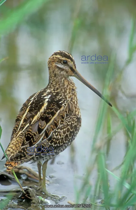  : SNIPE (Gallinago gallinago). Norfolk, UK