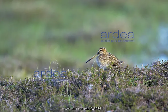 : Snipe - amongst heather on breeding grounds : Snipe - amongst heather on breeding grounds