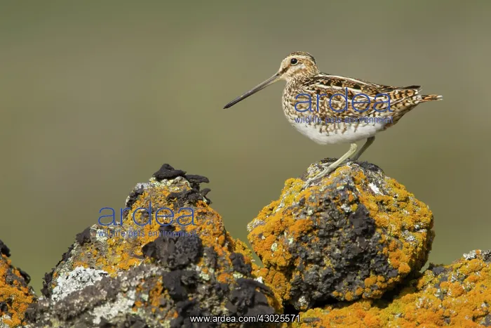 : Snipe - on lava rock : Snipe - on lava rock