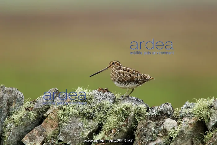 : Snipe - on lichen covered drystone wall : Snipe - on lichen covered drystone wall