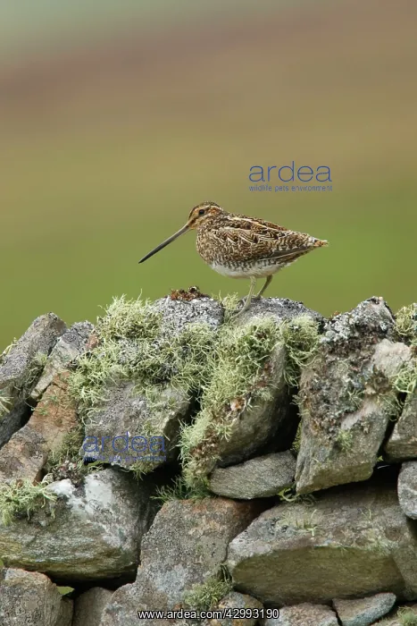 : Snipe - on lichen covered drystone wall : Snipe - on lichen covered drystone wall