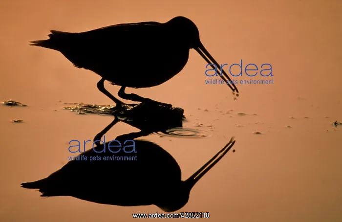 : Snipe looking for food - against the light - silhouette : Snipe looking for food - against the light - silhouette