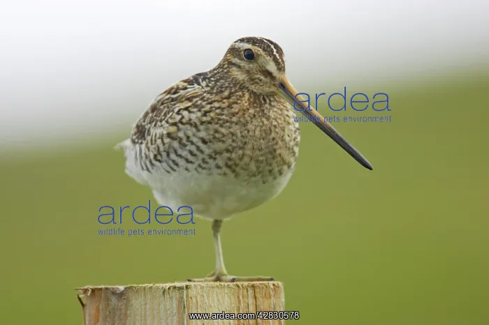 : Snipe - on post : Snipe - on post