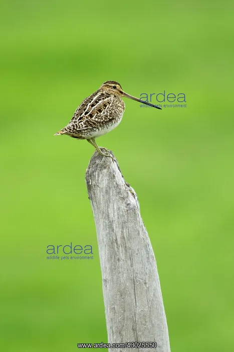 : Snipe - on post : Snipe - on post