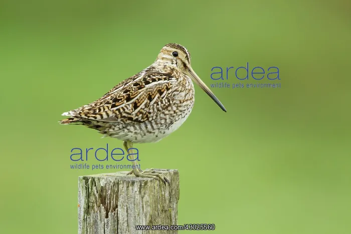 : Snipe - on post : Snipe - on post