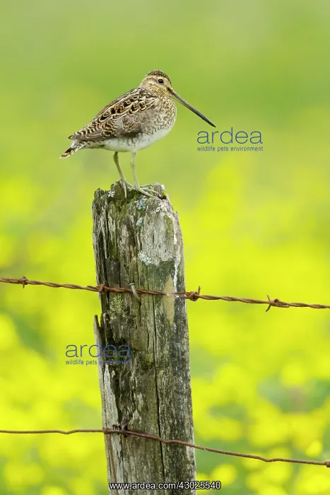 : Snipe - on post with buttercup meadow in background : Snipe - on post with buttercup meadow in background