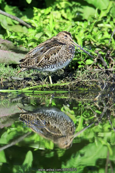 : Snipe - resting at lake edge : Snipe - resting at lake edge