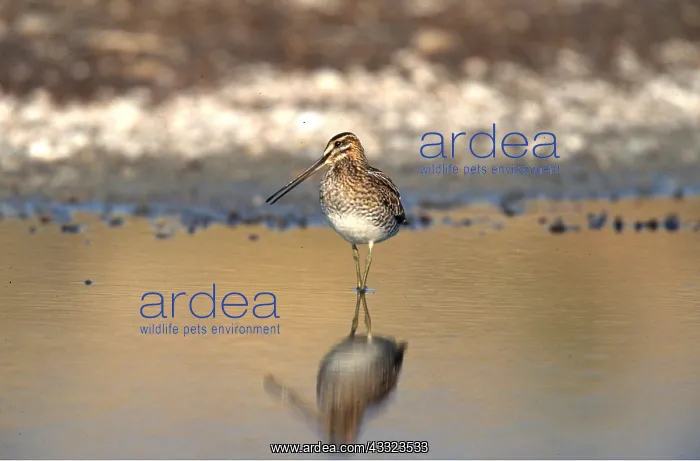 : SNIPE - in shallow water : SNIPE - in shallow water