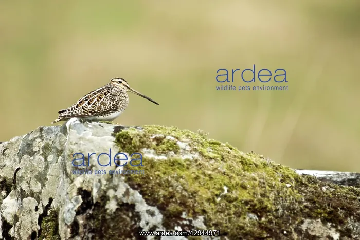 : Snipe - Sitting on rock : Snipe - Sitting on rock