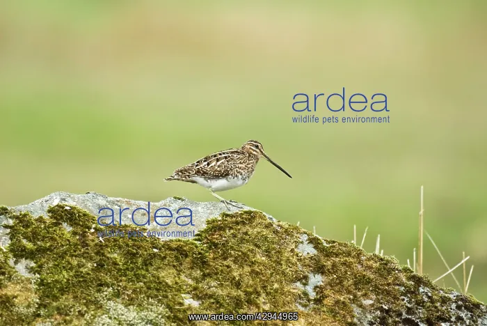 : Snipe - Standing on rock : Snipe - Standing on rock