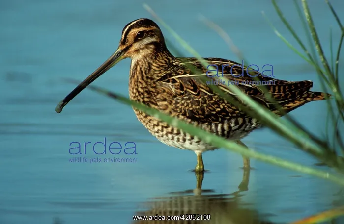 : Snipe in water : Snipe in water