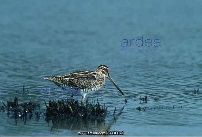 : SNIPE - at water's edge : SNIPE - at water's edge