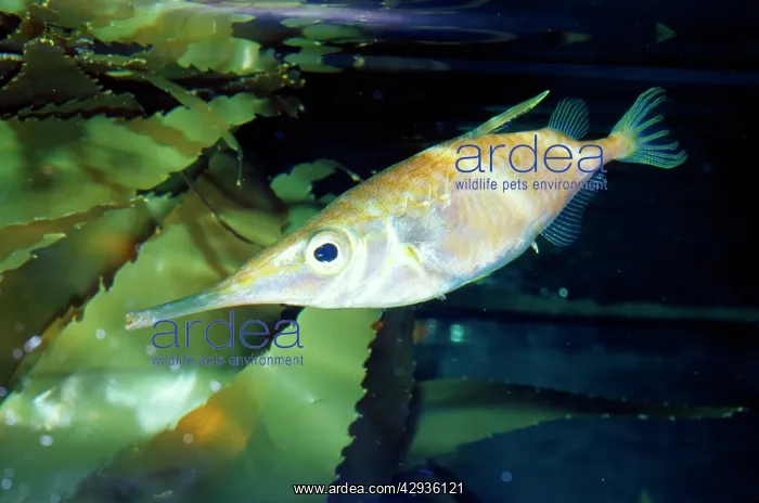 : Snipefish / TRUMPET FISH : Snipefish / TRUMPET FISH