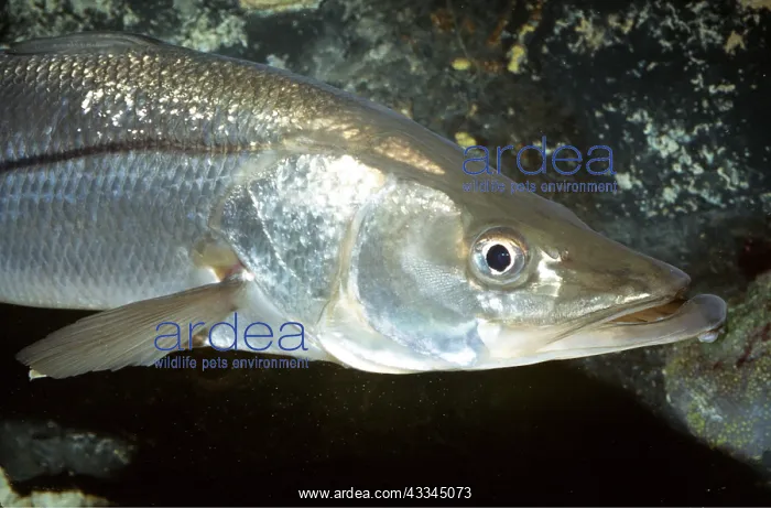 : SNOOK - CLOSE-UP OF HEAD : SNOOK - CLOSE-UP OF HEAD