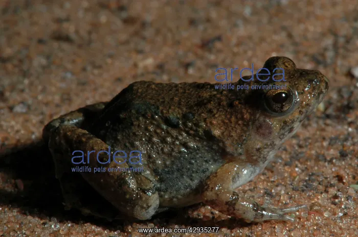 : Snoring Puddle Frog - Close Up : Snoring Puddle Frog - Close Up