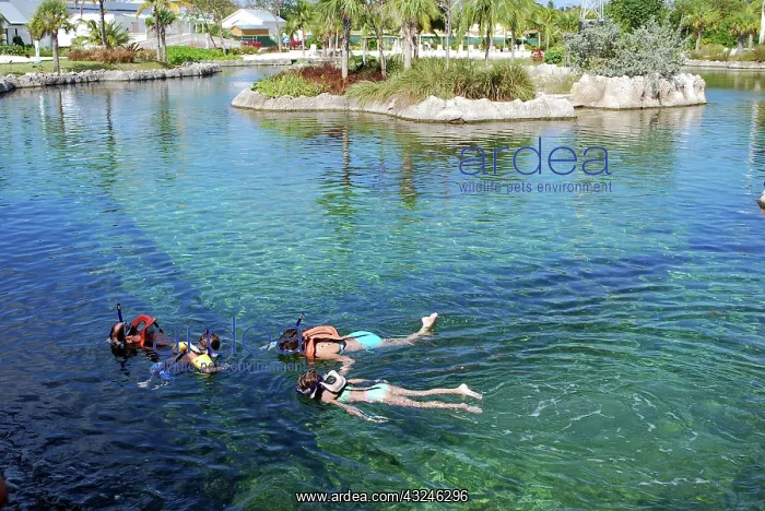 : Snorkel Lagoon at Boatswain's Beach, Grand : Snorkel Lagoon at Boatswain's Beach, Grand