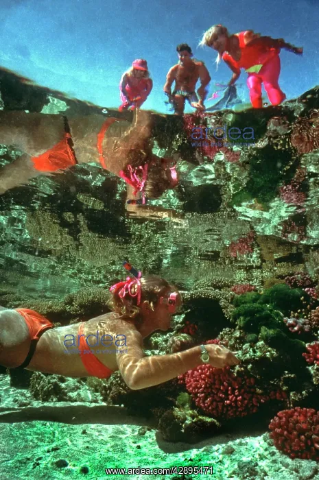 : Snorkeler - in a coral pool watched by reef walkers : Snorkeler - in a coral pool watched by reef walkers