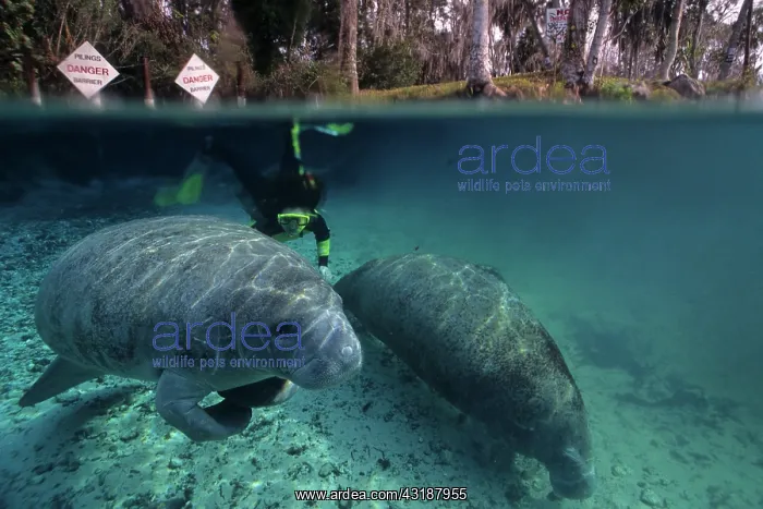 : Snorkeler with a couple of Florida manatee, Trichechus mana : Snorkeler with a couple of Florida manatee, Trichechus mana