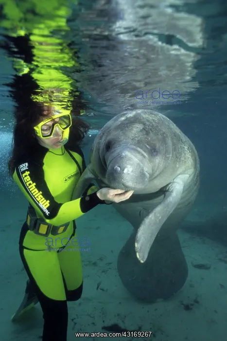 : snorkeler with Florida manatee, Trichechus manatus latirostr : snorkeler with Florida manatee, Trichechus manatus latirostr