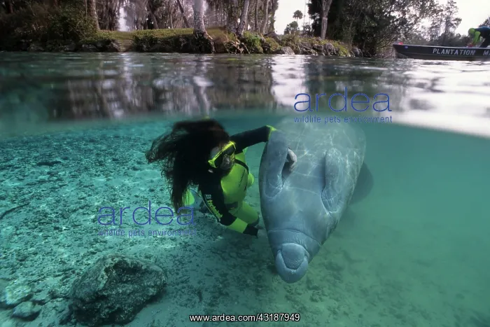 : snorkeler with Florida manatee, Trichechus manatus latirostr : snorkeler with Florida manatee, Trichechus manatus latirostr