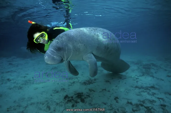 : snorkeler with Florida manatee, Trichechus manatus latirostr : snorkeler with Florida manatee, Trichechus manatus latirostr