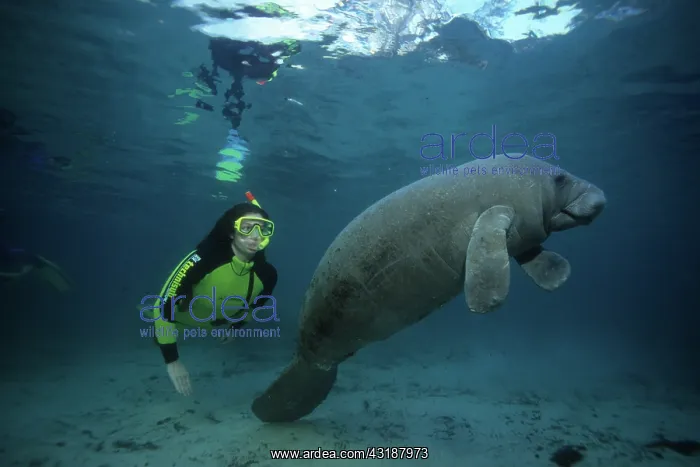 : snorkeler with Florida manatee, Trichechus manatus latirostr : snorkeler with Florida manatee, Trichechus manatus latirostr